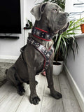 Large black dog wearing the Eros Harness Collar Leash SET in black and red genuine leather with silver rivets and padded lining.