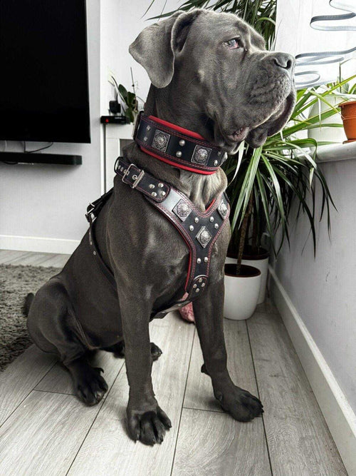 Large black dog wearing the Eros Harness Collar Leash SET in black and red genuine leather with silver rivets and padded lining.