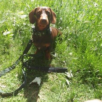 Eco Friendly Recycled Inner Tube black dog lead with padded handle, stainless steel clasp, and D-ring attached to a small brown dog