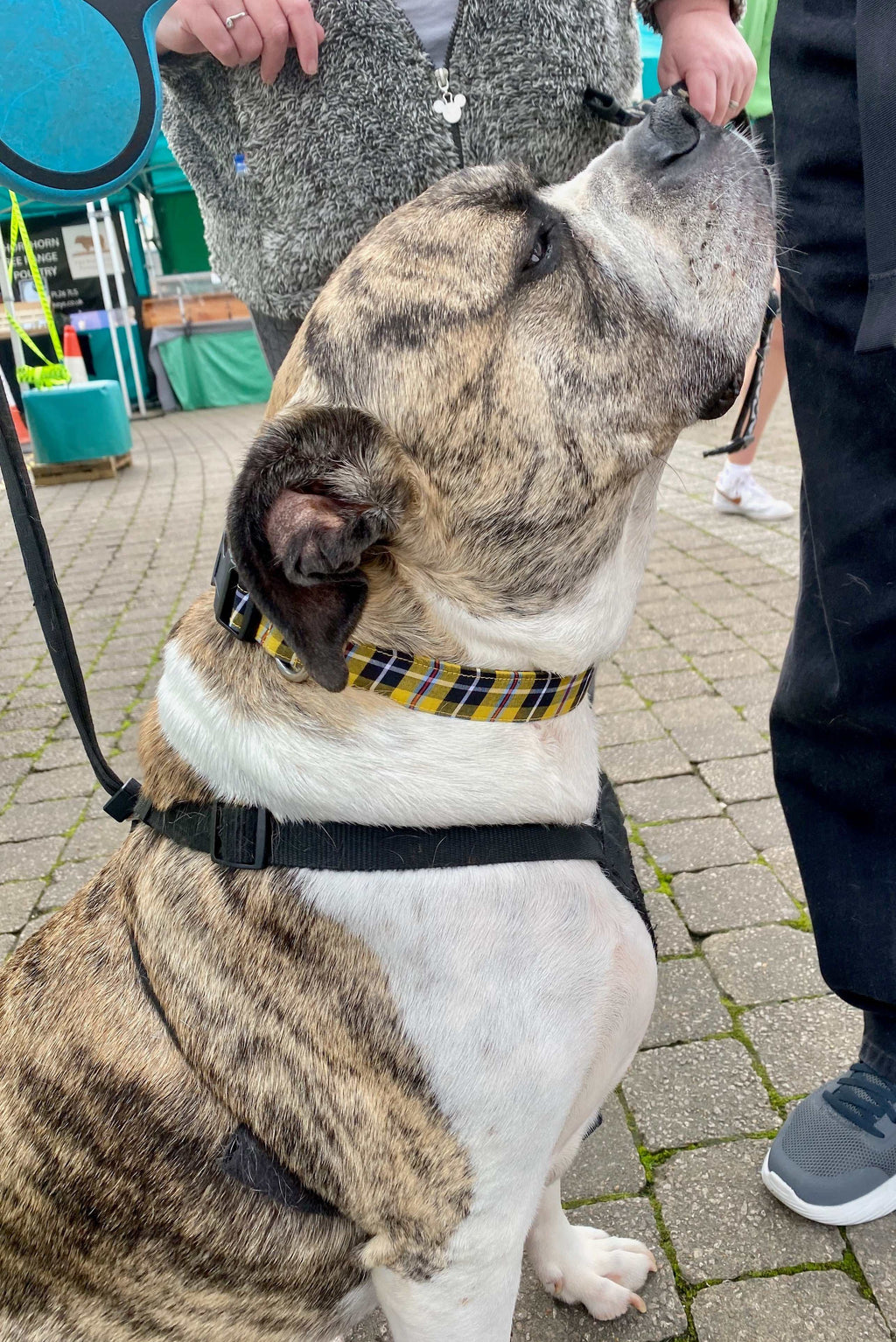 Dog Collar- Cornish Tartan
