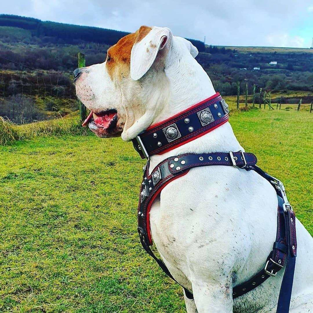 White dog wearing a black and red leather Eros Harness Collar Leash SET with silver studs and decorative plates.